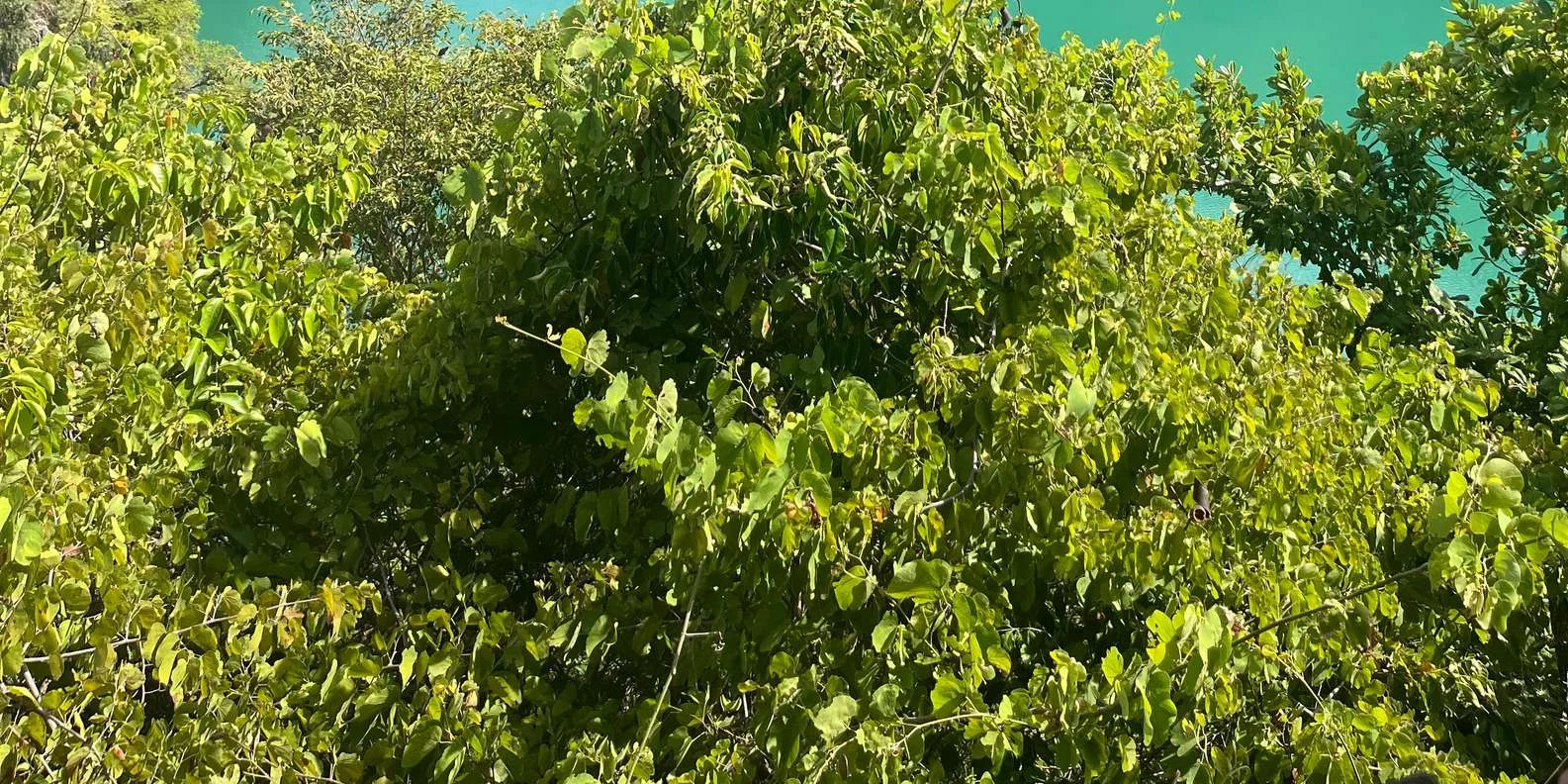 Group tour from Koh Samui experiencing Ang Thong Marine Park