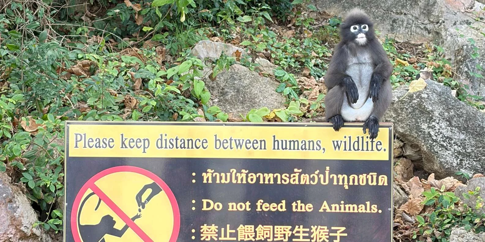 Island hopping tour around the 42 islands of Ang Thong National Marine Park