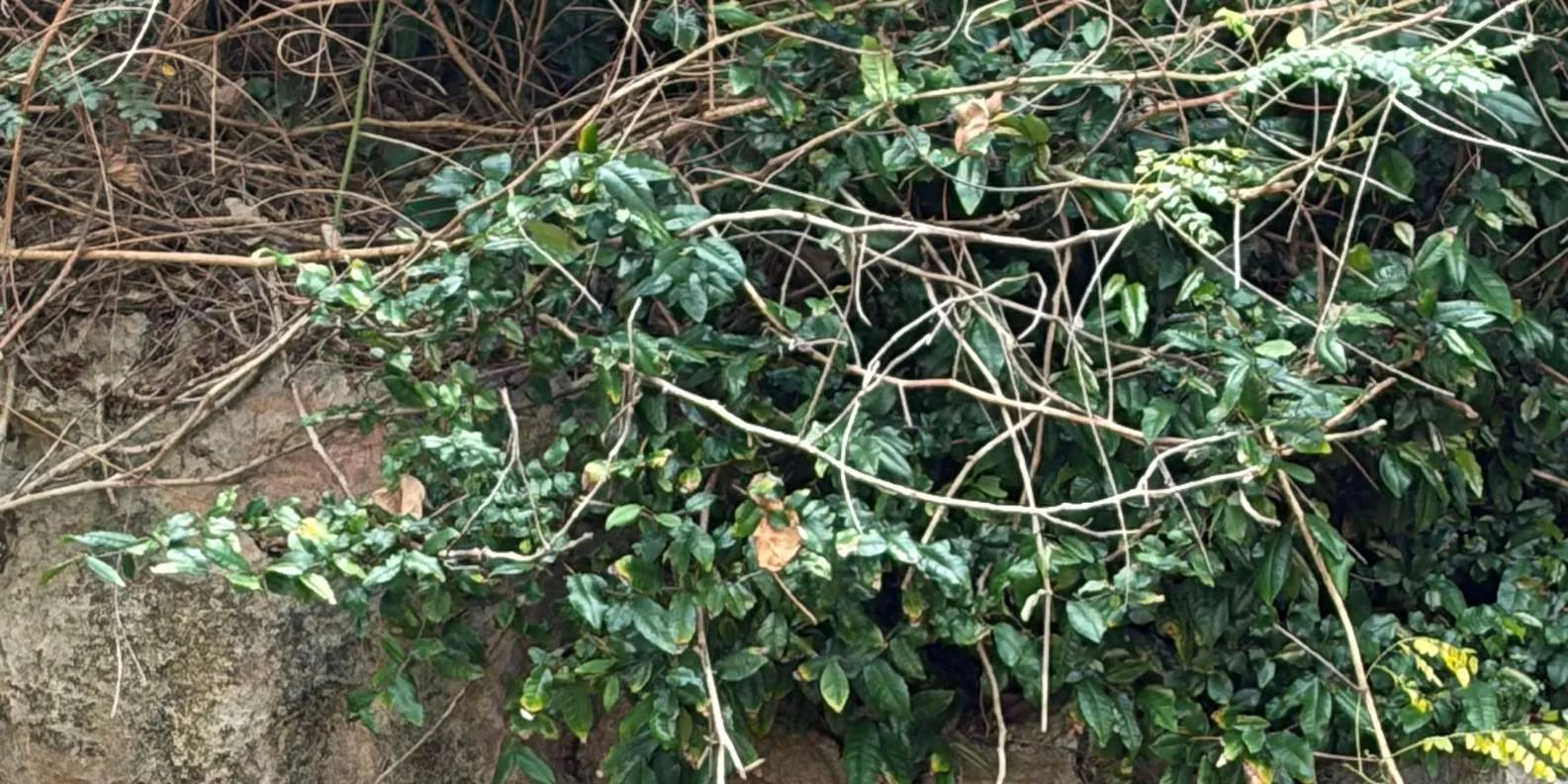 Snorkeling in the crystal clear waters of Ang Thong Marine Park