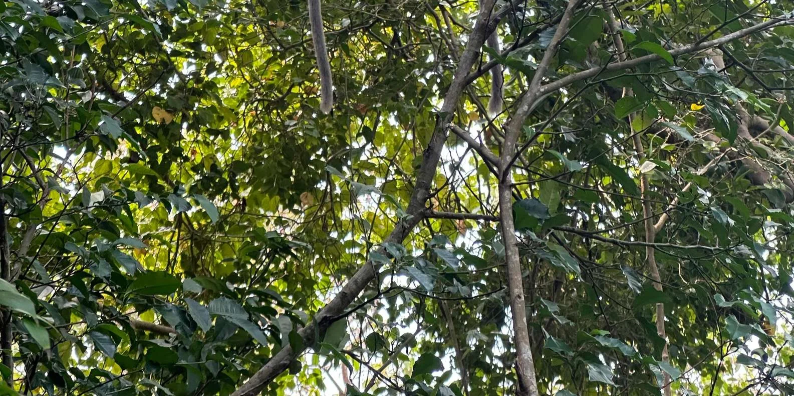 Thrilling speedboat ride from Koh Samui to Ang Thong Marine Park